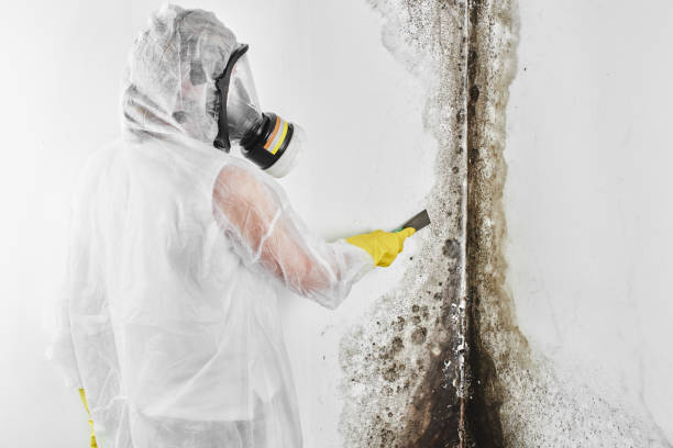 Best Affordable Mold Removal  in Wyoming, OH