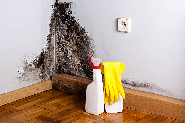 Best Local Mold Removal Service  in Wyoming, OH