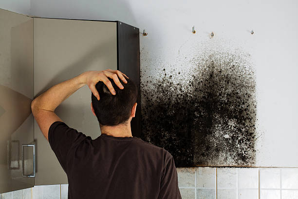 Best Black Mold Removal  in Wyoming, OH