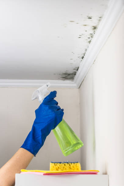 Best Mold Remediation  in Wyoming, OH