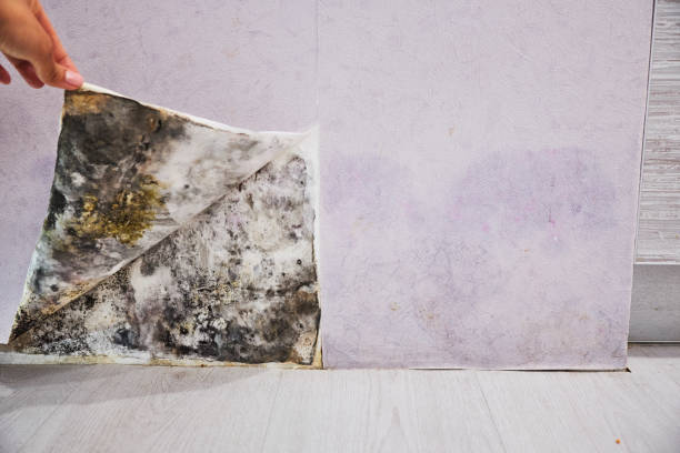 Best Office Mold Removal Services  in Wyoming, OH